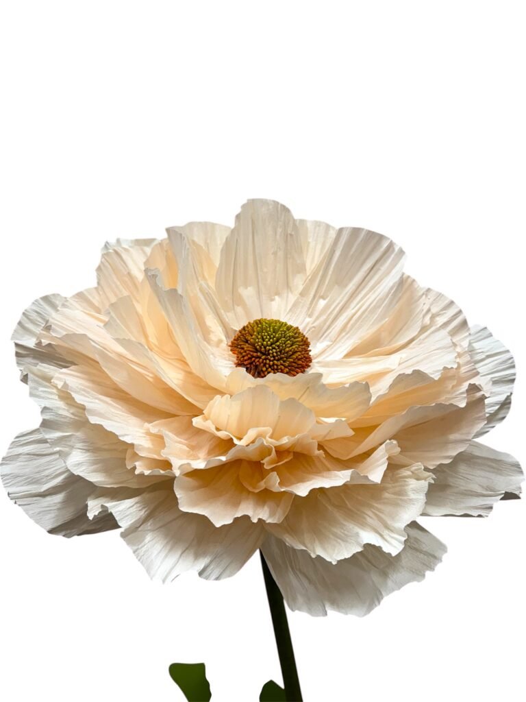 RANUNCULUS