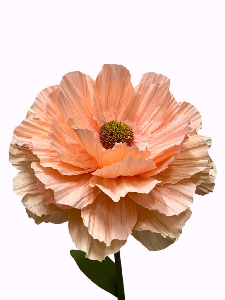 BEIGE SALMON RANUNCULUS