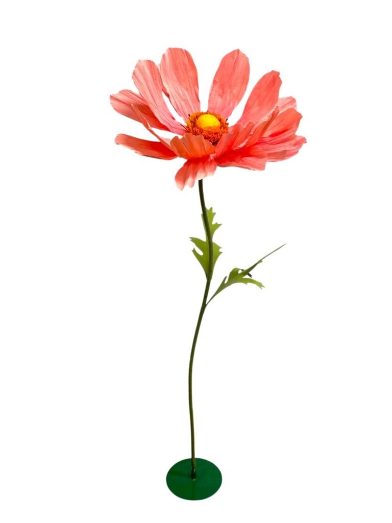 Coral Cosmo