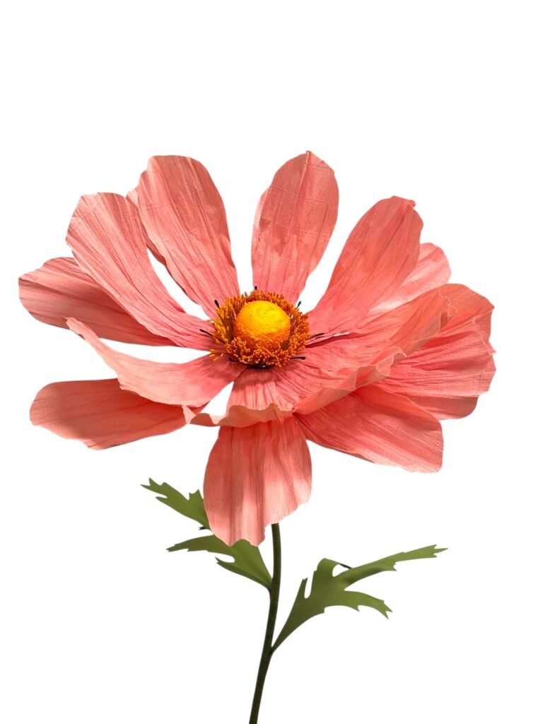 Coral Cosmo