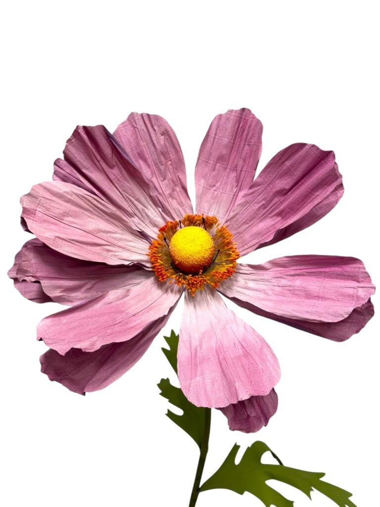 Mauve Cosmo