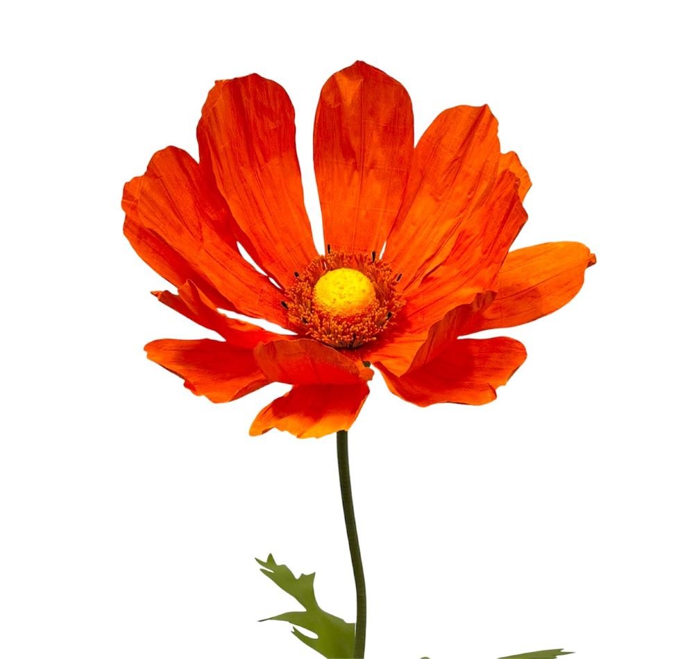Orange Cosmo