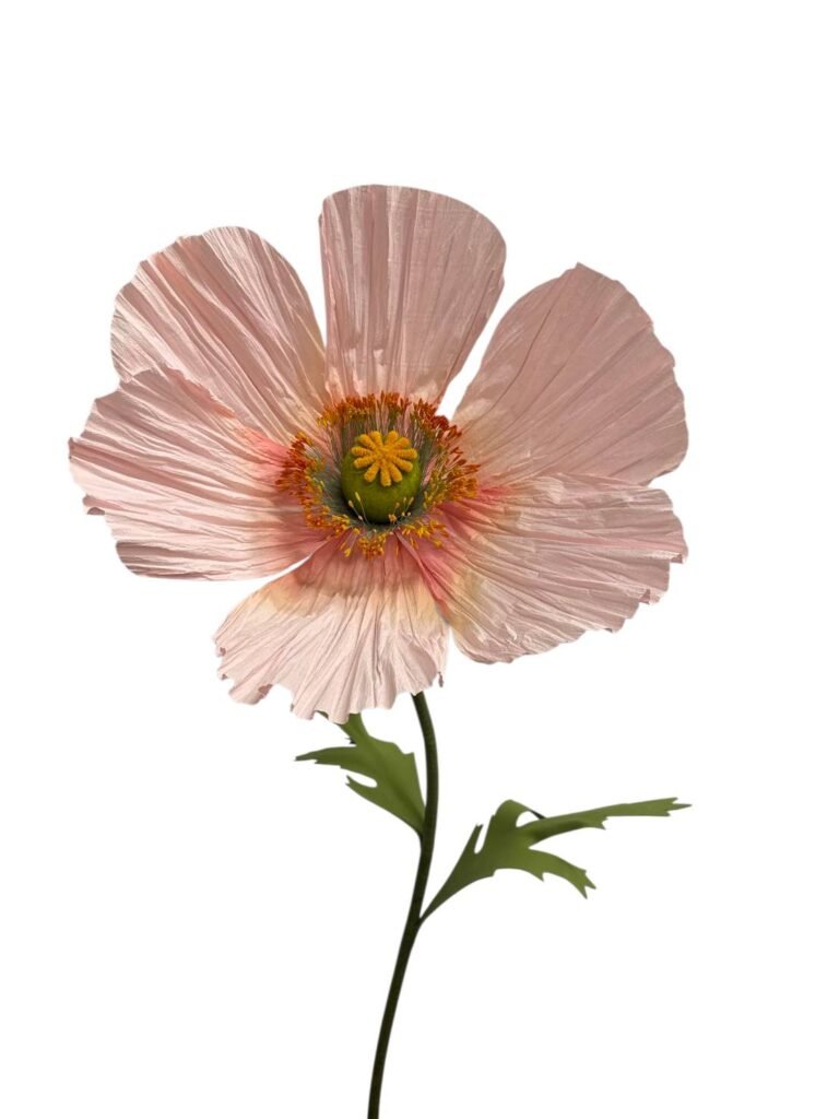 Poppy