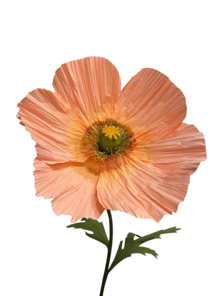 Poppy