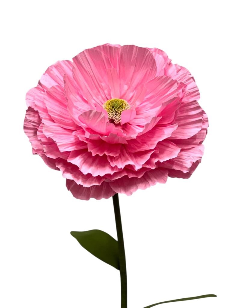 BRIGHT PINK RANUNCULUS