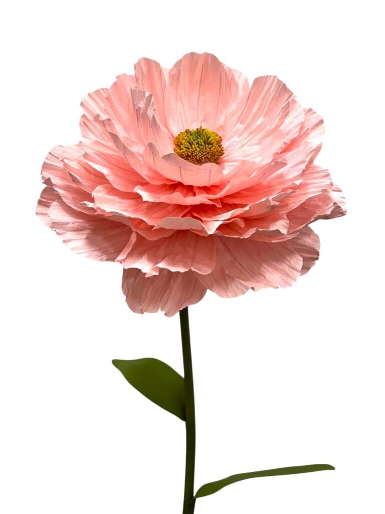RANUNCULUS
